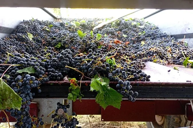 A crate overflowing with freshly picked bunches of dark Sangiovese grapes
